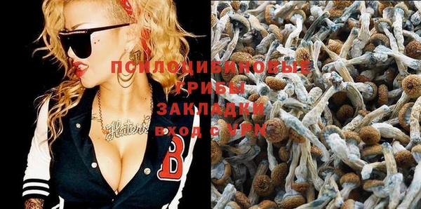 индика Абаза
